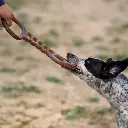 Jouet Tir à la corde en résine naturelle - Retorn 