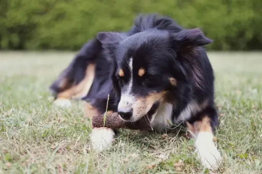 Sachet de croustillants d'agneaux séchés 500g - Friandises naturelles